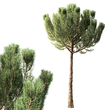 Pinus 4.2м Exterior Pine Tree 3D model image 1 