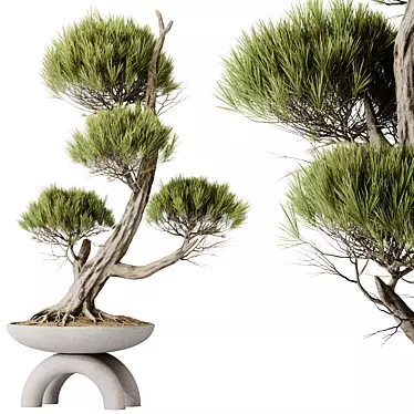 Evergreen Pinus Bonsai Tree 200cm 3D model image 1 