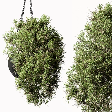 Lush Hanging Indoor Plant 3D model image 1 