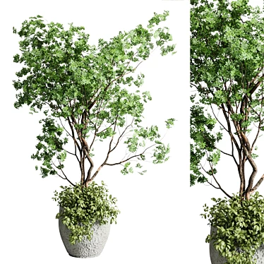 Concrete Vase Indoor Tree Plant 3D model image 1 