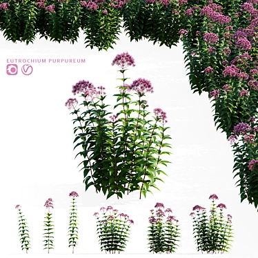 Eutrochium purpureum 3D Model Set 3D model image 1 