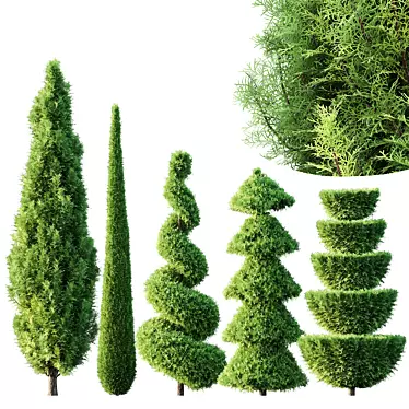 Pruned Cedar Trees 3D Models 3D model image 1 