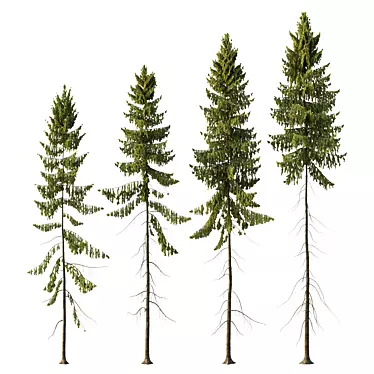 Spruce Tree01 3D Models Collection 3D model image 1 