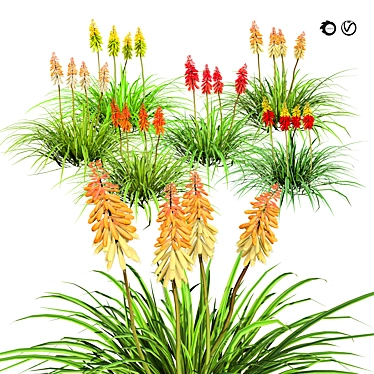 3D Red Hot Poker Collection 3D model image 1 