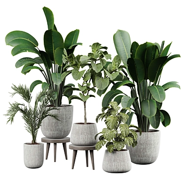 Modern Indoor Plant Decor 3D 3D model image 1 