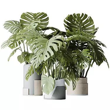 HQ HousePlants Elegant Monstera Deliciosa Large Leaf Form Swiss Cheese Set03