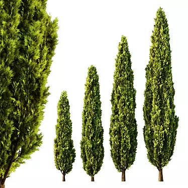  Italian Cypress Tree Models 3D model image 1 