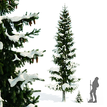 Winter Spruce Tree Display 7m 3D model image 1 