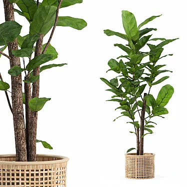 Ficus Lyrata 3D Plant Model 3D model image 1 