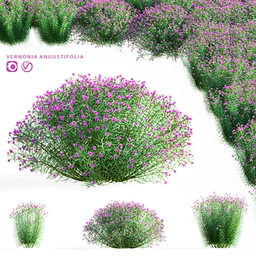 Vernonia Angustifolia Flower Collection 3D model image 1 