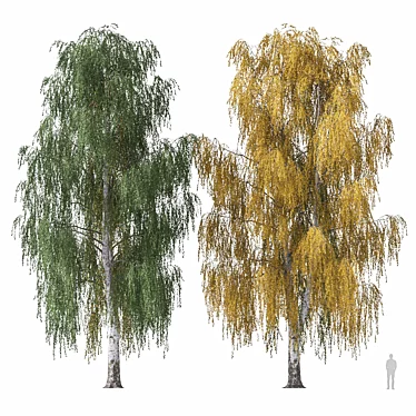 Weeping Birch Tree 4 - 3D Model 3D model image 1 