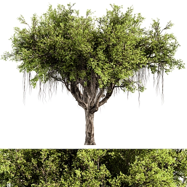 Rustic Oak Tree Set 303 3D model image 1 