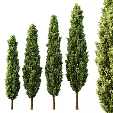 Italian Cypress Tree Models Pack 3D model image 1 