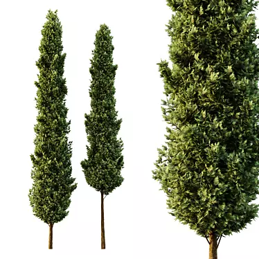 Italian Cypress Tree Models 1300cm 3D model image 1 