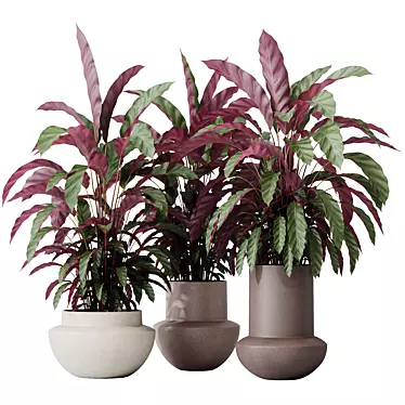 Velvet Calathea Houseplant 3D Models 3D model image 1 