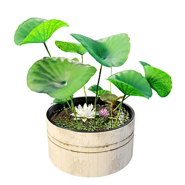 Water lily planter