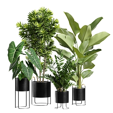 Exotic Indoor Plant Collection Pack 3D model image 1 