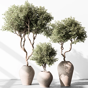 Olive Tree in Pot 3D model image 1 