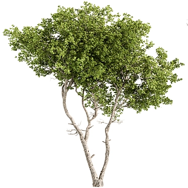  Populus Tree Set 306 3D model image 1 