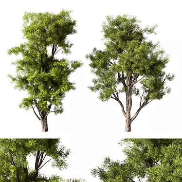 Russian Pine Tree Sculpture Display 3D model image 1 