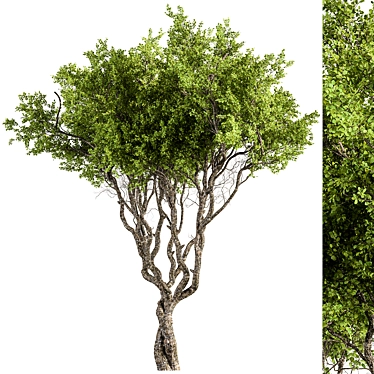 Evergreen Boxwood Tree Set 302 3D model image 1 