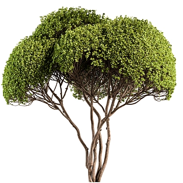 Round Topiary Tree Set 305 3D model image 1 