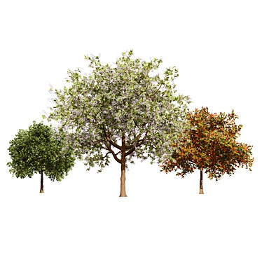 Prunus Black Cherry 3D Trees 3D model image 1 