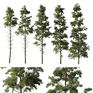 Pin Tree Collection 3D Models 3D model image 1 