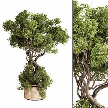 Elegant Indoor Plant Set 097 3D model image 1 