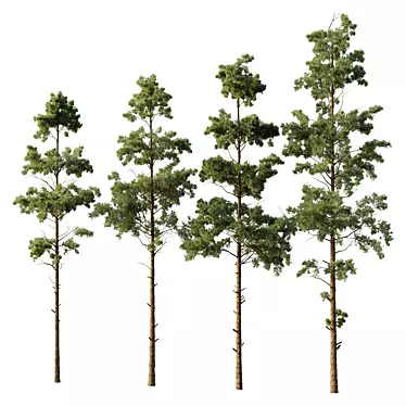 Variety Pin Tree Collection - 4 Models 3D model image 1 