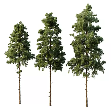 Pin Tree 07 Collection: Detailed 3D Models 3D model image 1 