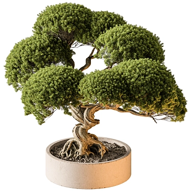 Mini Bonsai Indoor Plant 3D model image 1 