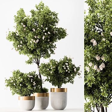 Botanical Beauty - Indoor Tree Display 3D model image 1 