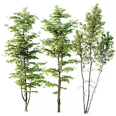 Carpinus Betulus 3D Model Collection 3D model image 1 