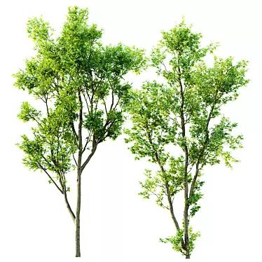 Celtis Australis 3D Model Bundle 3D model image 1 