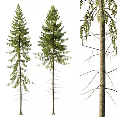 Spruce Tree02 3D Model Kit 3D model image 1 