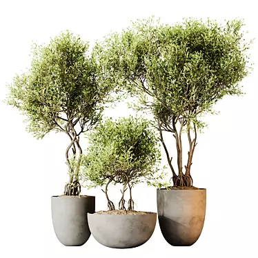 Elegant Olive Tree Set 3D model image 1 