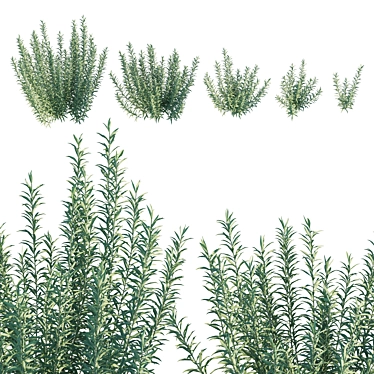 Artemisia ludoviciana albula