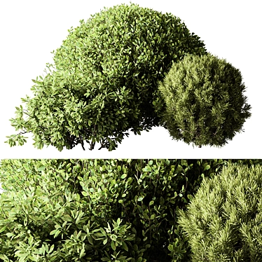 Assorted Shrub Set 137 3D model image 1 