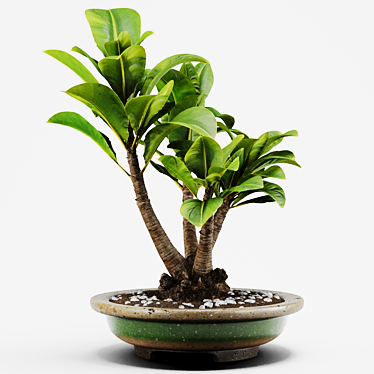 PBR Indoor Plant Decoration Item 3D model image 1 