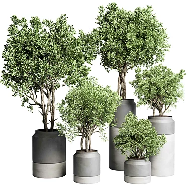 Indoor plant set 491 concrete vase plant tree bush pot