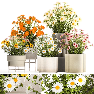 Title: Field Flowers Collection in Planters 3D model image 1 