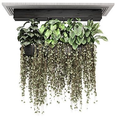 indoor plants in metal box  Set hanging 1312