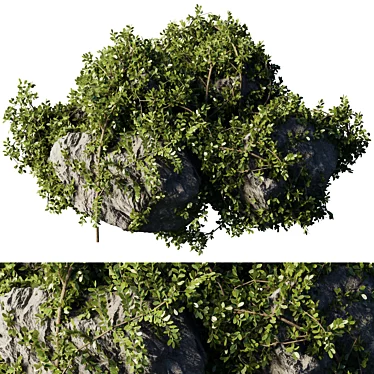 Ivy & Moss Stones Set 3D model image 1 