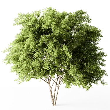 Camphor Tree Set 316 - Pure Elegance 3D model image 1 