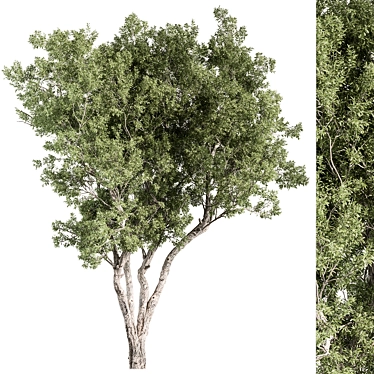 Boxwood Tree Set 315 3D model image 1 