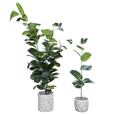 Rubber Ficus Potted 3D Model 3D model image 1 