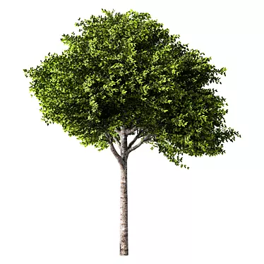 Dimensional Growth Release Tree 3D model image 1 