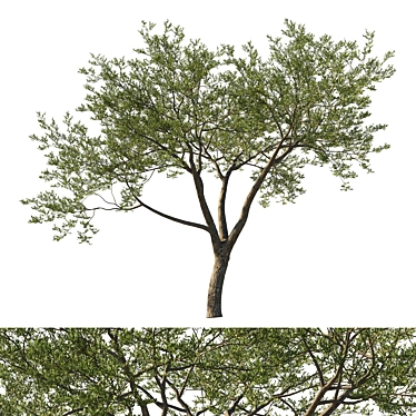  Coast Live Oak Tree Model 3D model image 1 