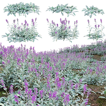 Stachys byzantina - Lambs Ears